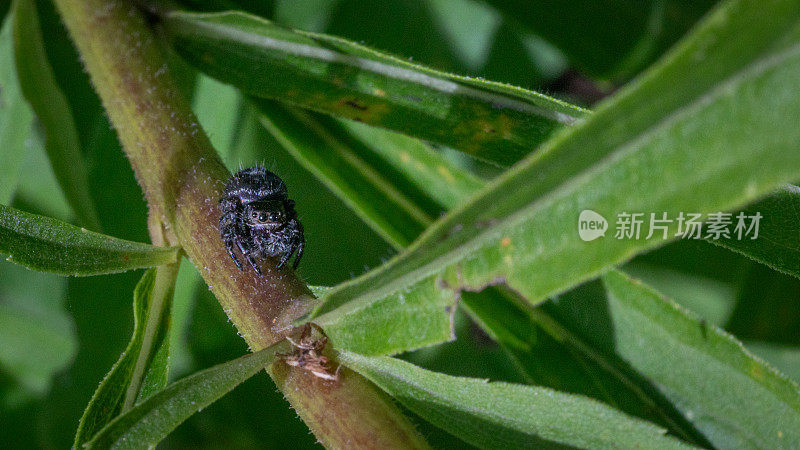 大胆跳蛛，(Phidippus audax)，弹弓跳蛛，蛛形。